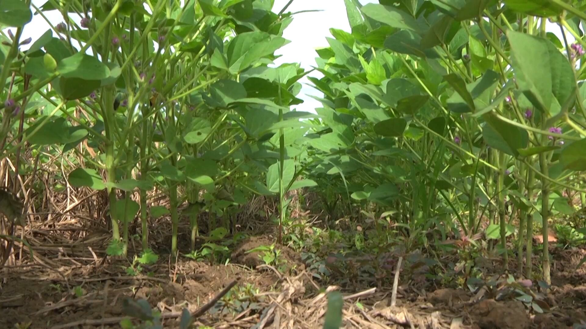 Queda no dólar pressiona valores internos da soja no Brasil e força postura  cautelosa de vendedores
