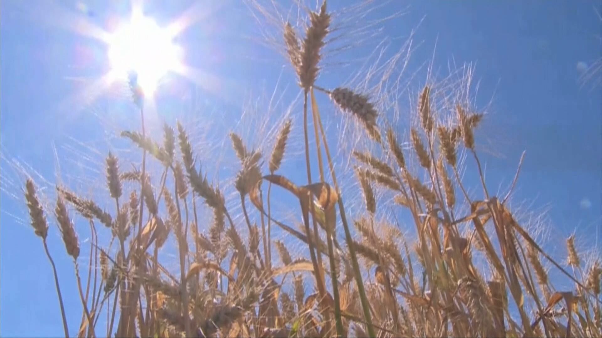 Em meio a incertezas quanto à safra, cotações do trigo seguem em alta