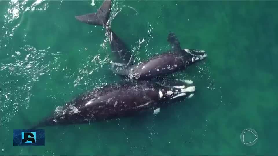 Cientistas investigam morte de centenas de baleias em área procurada por turistas na Patagônia