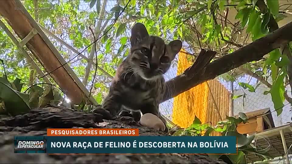 Nova espécie de felino é descoberta em santuário na Bolívia