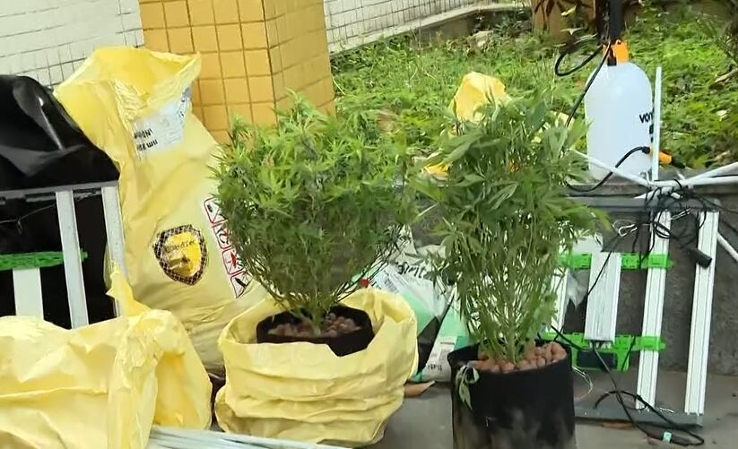 Subtenente do Corpo de Bombeiros é preso por cultivar maconha em casa em Curicica, no Rio