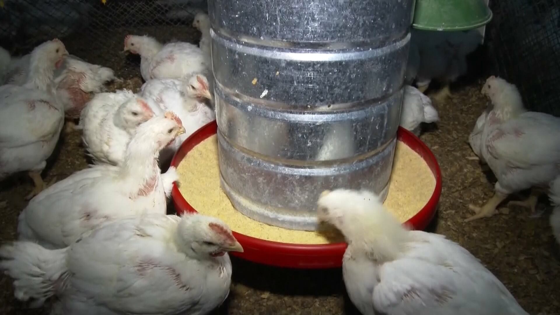 União Europeia pode retomar compras de frango e mel do Brasil