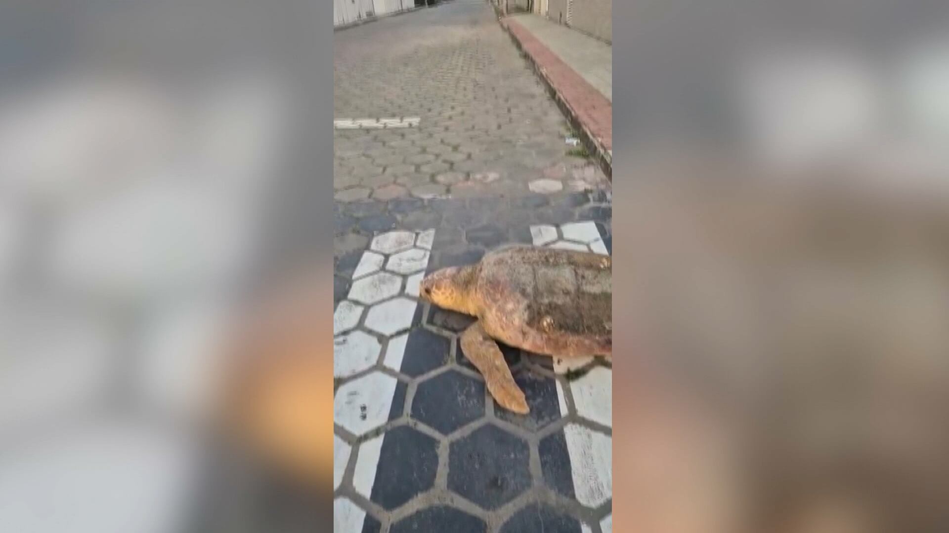 Tartaruga aparece em área urbana e surpreende moradores; assista