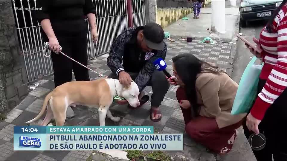 Pitbull é adotado ao vivo na zona leste de São Paulo