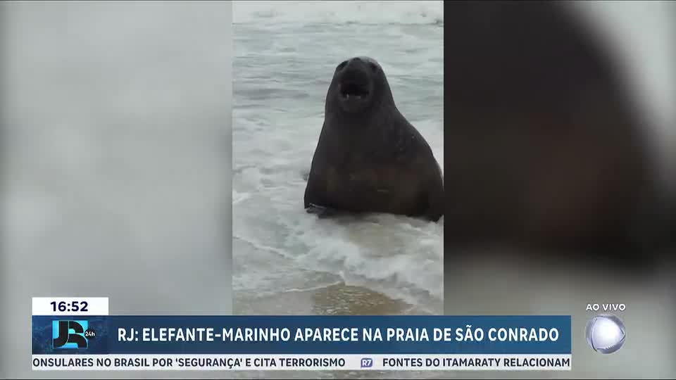 Elefante-marinho aparece na praia de São Conrado, na zona sul do Rio, nesta sexta-feira (2)