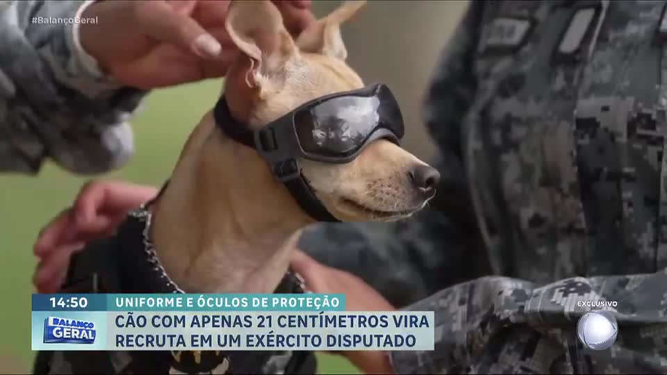Cachorro de 21 centímetros vira recruta da Guarda Nacional do México