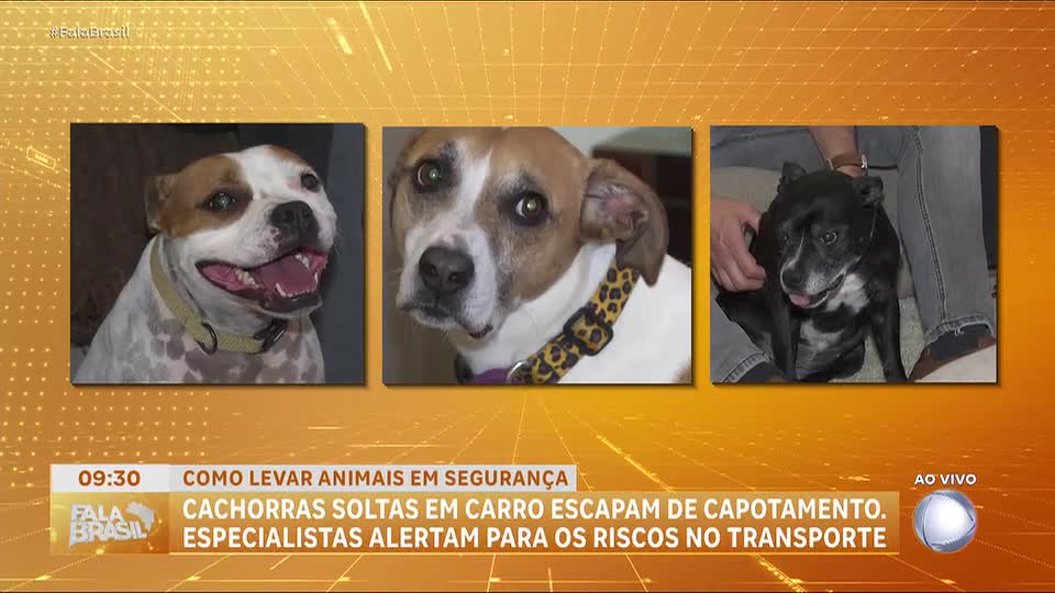 Segurança no transporte de pets: cachorras soltas em carro escapam durante capotamento em SP