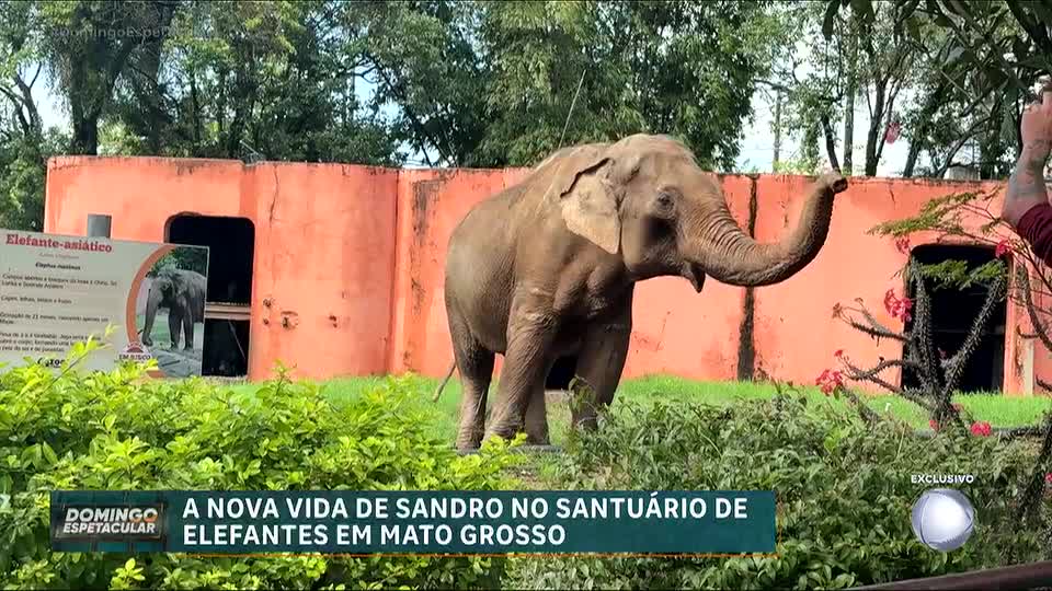 A jornada de Sandro: Domingo Espetacular visita o único elefante asiático macho vivo no Brasil