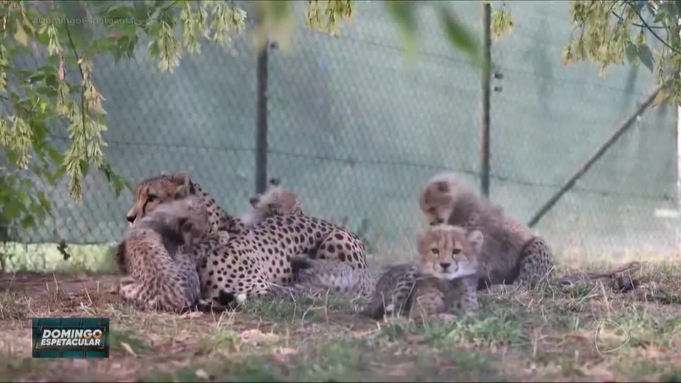 Aconteceu no Mundo: Quíntuplos de guepardo nascem no zoológico da República Tcheca após oito anos