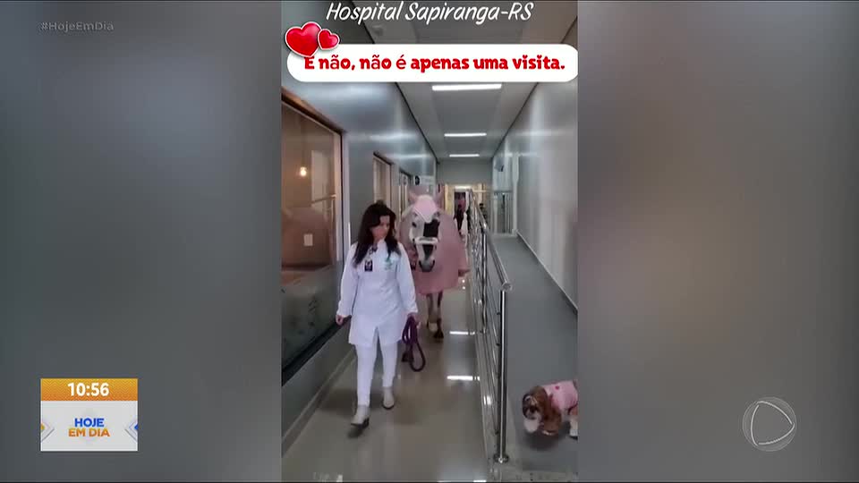 Cadelinha e égua viram estrelas de terapia e levam afeto a pacientes em hospital
