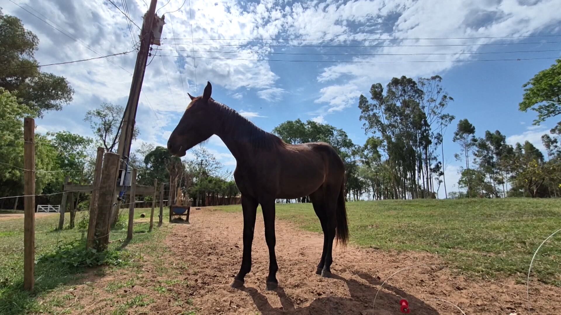 Cavalos quarto de milha ganham cuidados especiais no calor