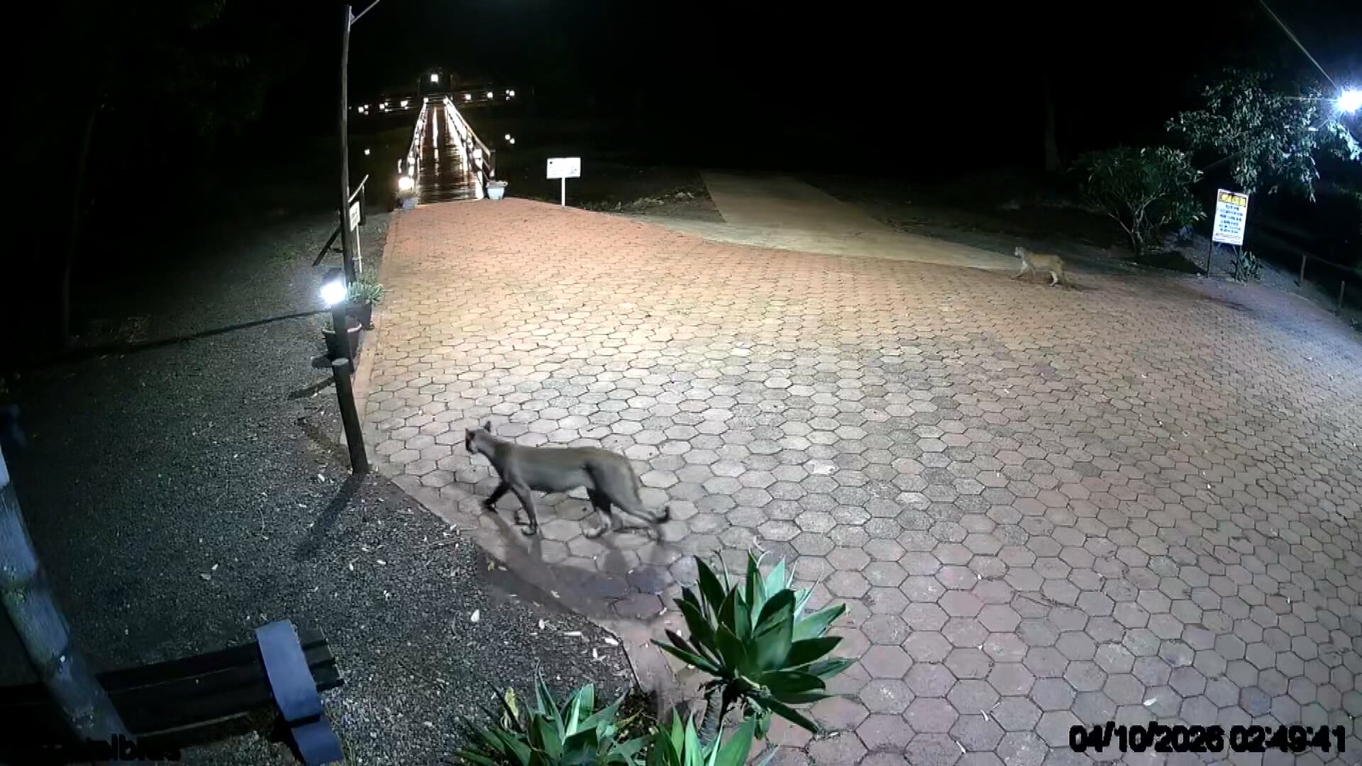 Animais silvestres são flagradas passeando em condomínio no Paraná