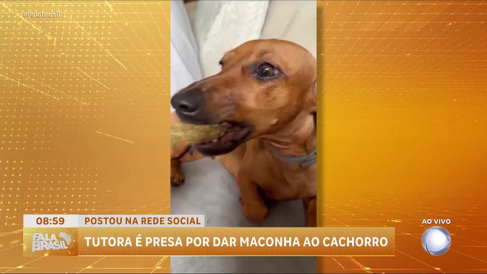 Tutora é presa por oferecer maconha a cachorro em Sorriso (MT)