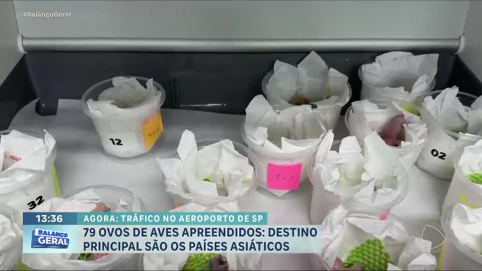 SP: chinês é preso com mais de 30 ovos de aves brasileiras no aeroporto