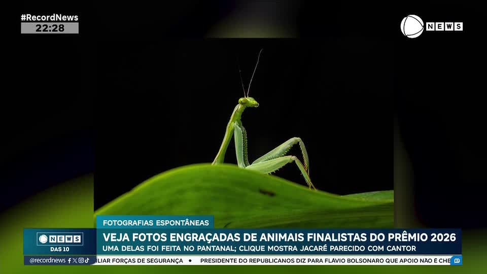 Veja fotos engraçadas de animais finalistas de prêmio em 2026