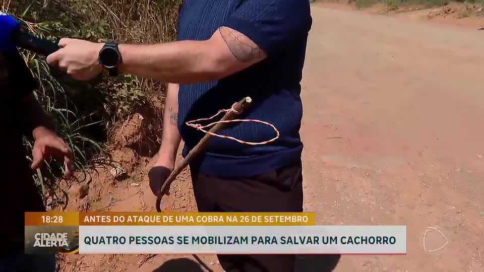 Cachorro é resgatado de ataque de cobra cascavel em Brasília