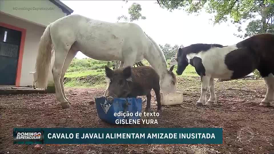 Filhote de javali faz amizade com cavalo e vira atração em desfile no RS