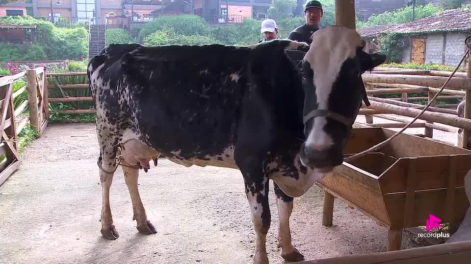 Imagem relacionada a Que horas começa 'A Fazenda 18' neste domingo, 11? Hoje tem Prova de Fogo