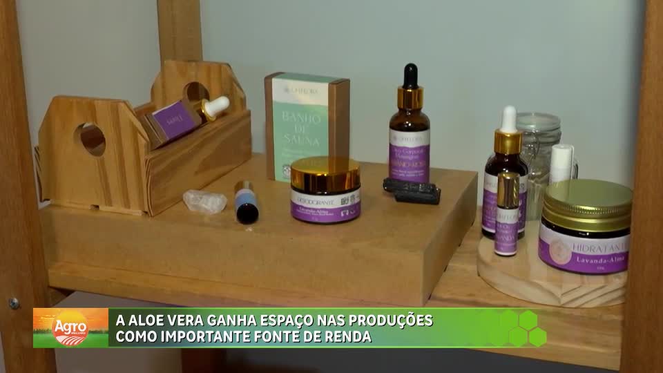 Produtora do DF transforma aloe vera em produtos de cuidados pessoais