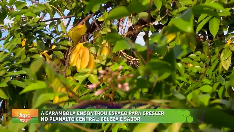 Produção de carambola cresce no Distrito Federal