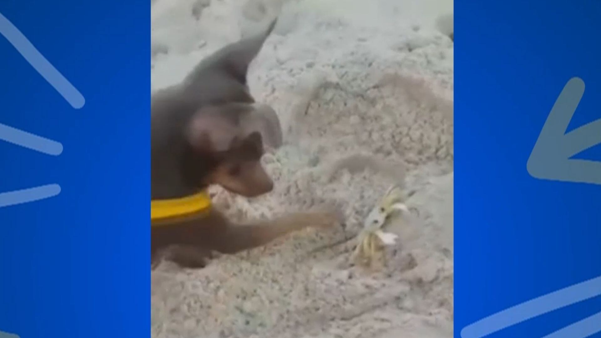 'Soltando os Bichos' reúne confusão na praia, bagunça e beleza felina; assista à íntegra