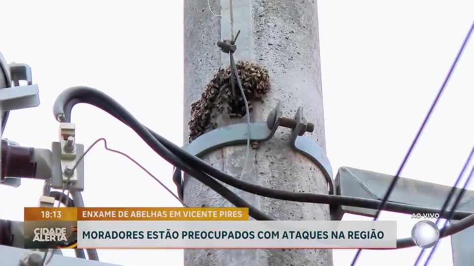 Enxame de abelhas preocupa moradores em condomínio de Vicente Pires (DF)