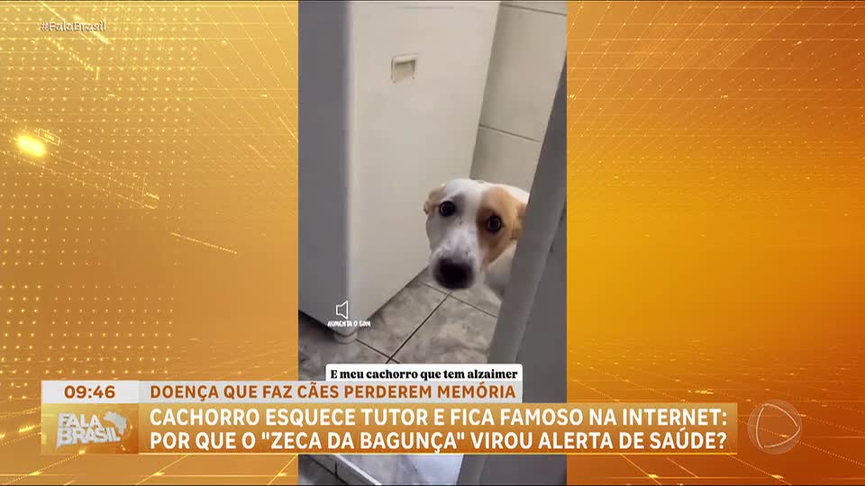 Alzheimer canino: cão viraliza com reações inusitadas ao reencontrar tutor e vira alerta de saúde