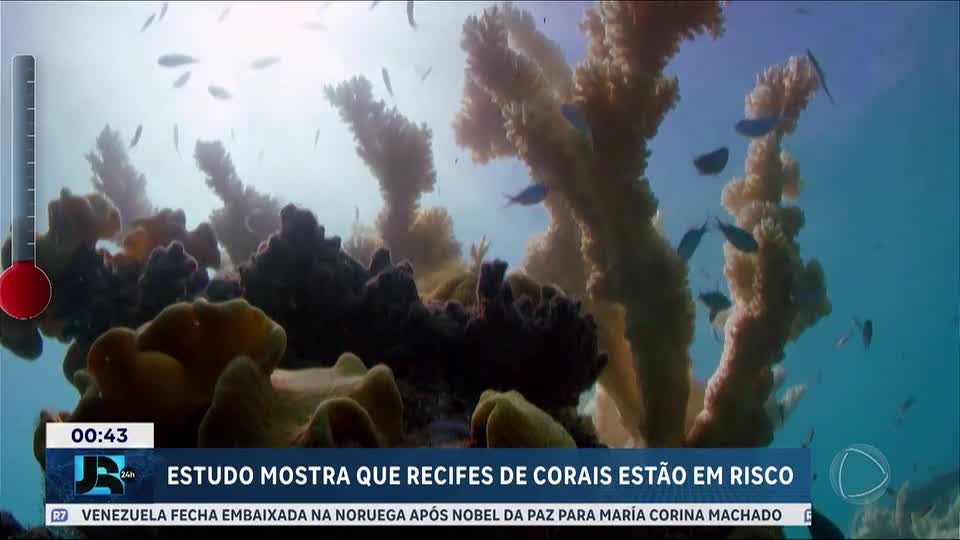 Recifes de corais estão em risco devido ao aquecimento global, alerta estudo