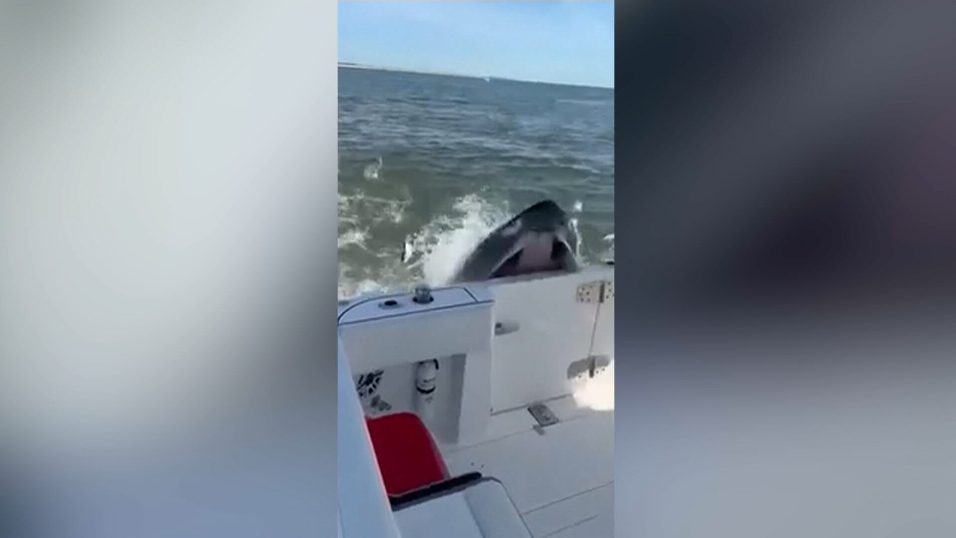 Susto em alto-mar! Baleia-jubarte 'abocanha' lancha de pescadores em Nova York