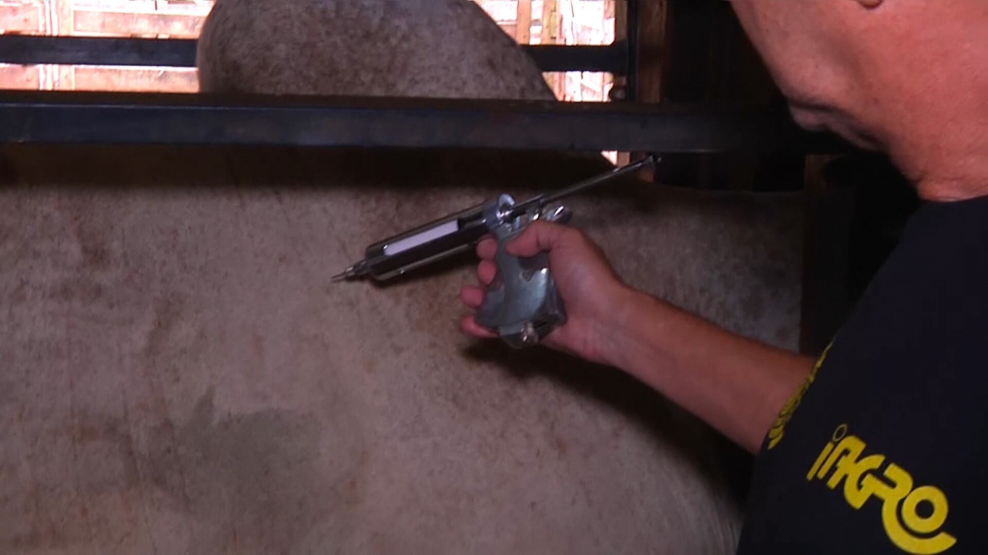 Vacinação contra a brucelose é obrigatória em Mato Grosso do Sul