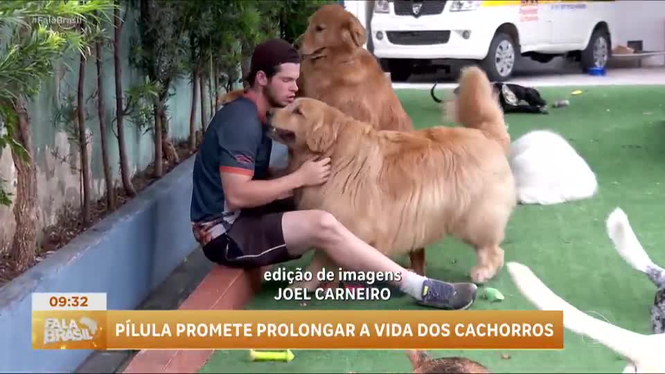 Boa Notícia: Pílula promete prolongar a vida dos cachorros