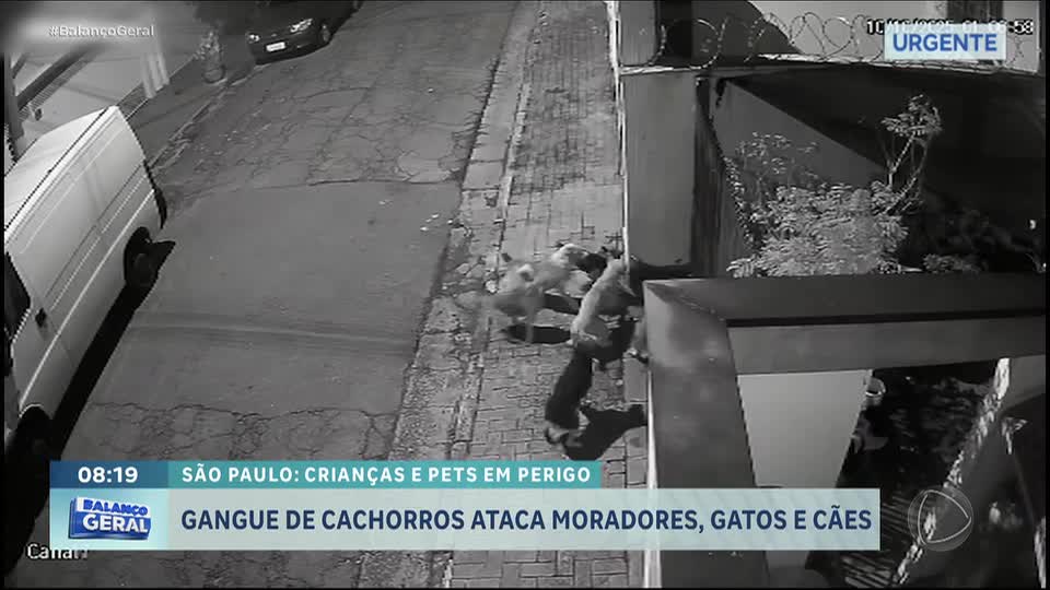 Grupo de cães ataca moradores e outros animais em bairro da zona oeste de São Paulo