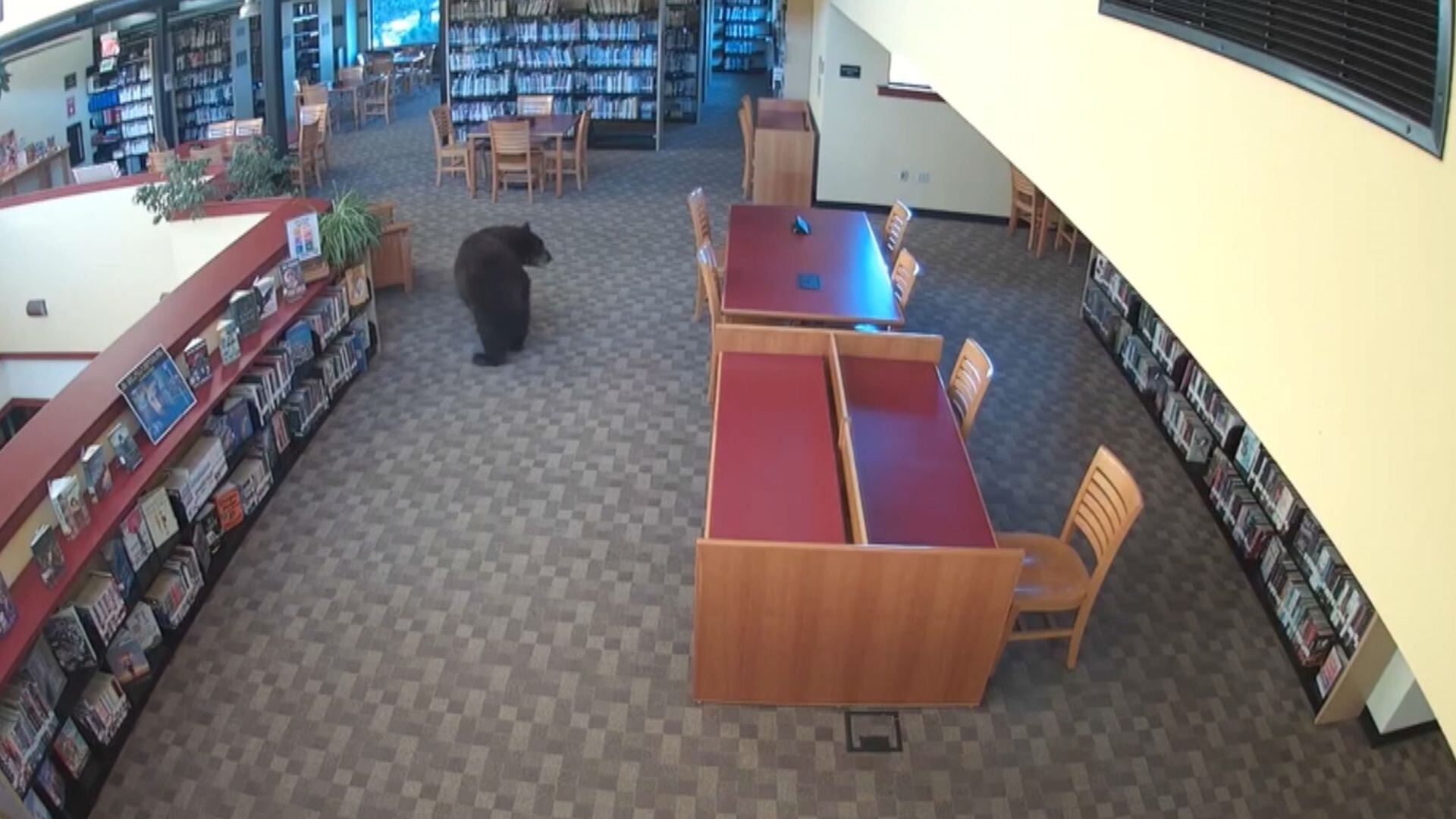 Urso leitor? Animal é flagrado passeando entre estantes de biblioteca nos EUA