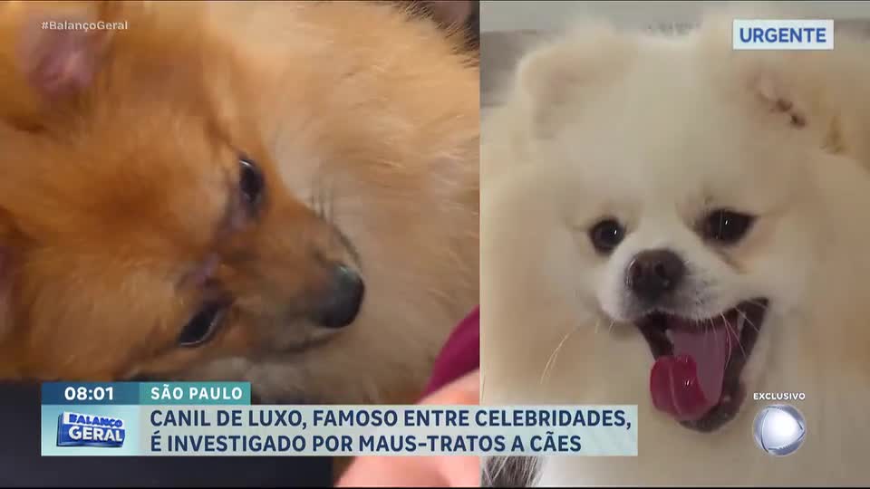Tutores acusam canil de maus-tratos e de vender animais doentes