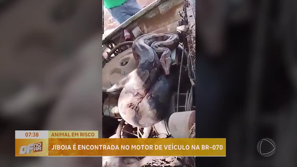 Jiboia é encontrada no motor de veículo no DF