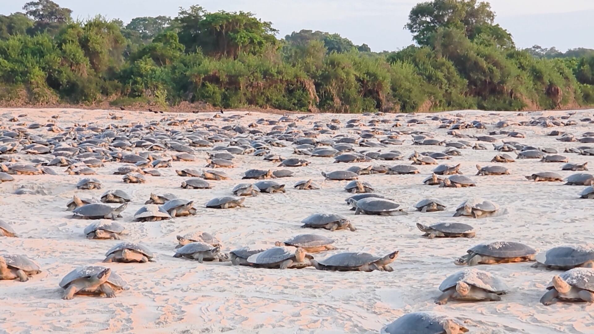 Começa a temporada de desova das tartarugas em São Francisco do Guaporé (RO)