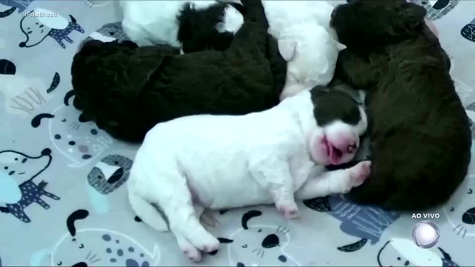 Cachorrinhos na Finlândia são destaque em transmissão ao vivo