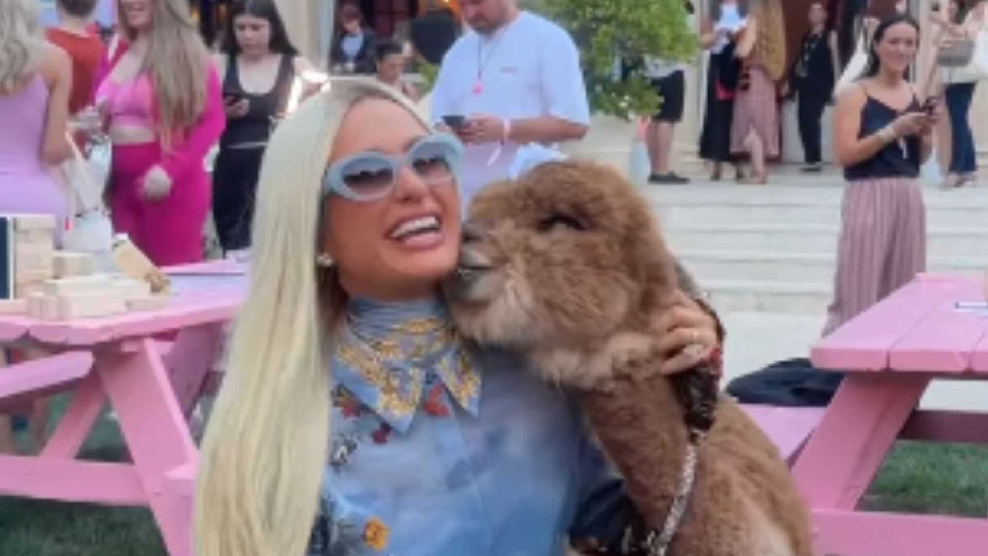 Alpaca lambe rosto de Paris Hilton e destrói maquiagem da socialite