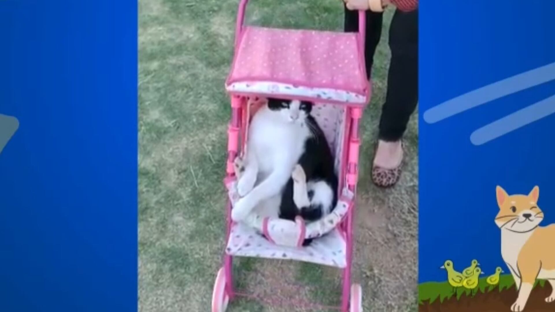 Assista aos destaques do 'Soltando os Bichos' deste domingo (26)