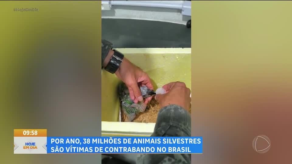 Tráfico de animais silvestres movimenta bilhões e ameaça a fauna brasileira