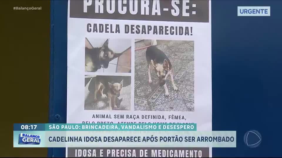 Cadela de 15 anos desaparece em São Vicente, litoral de São Paulo