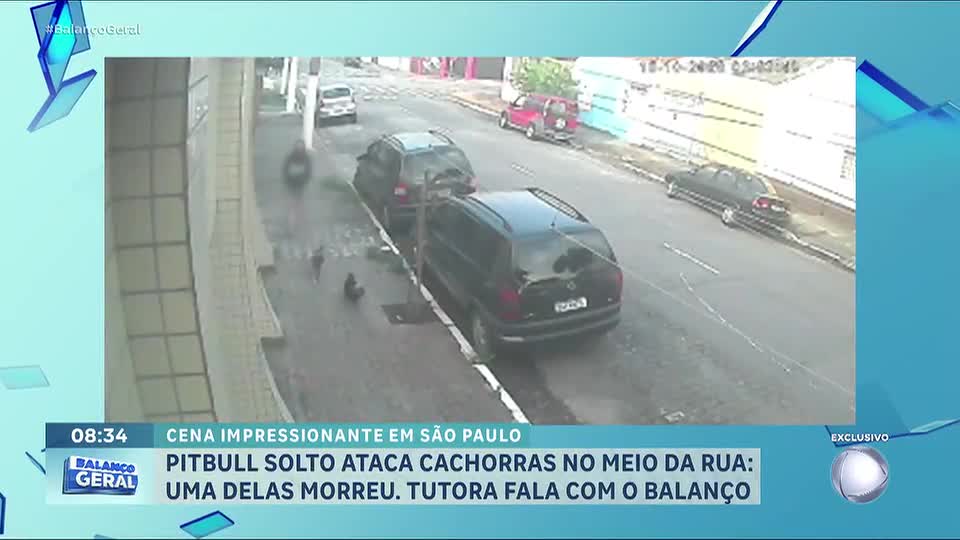 Pitbull solto ataca cachorras no meio da rua em São Paulo; uma delas morreu
