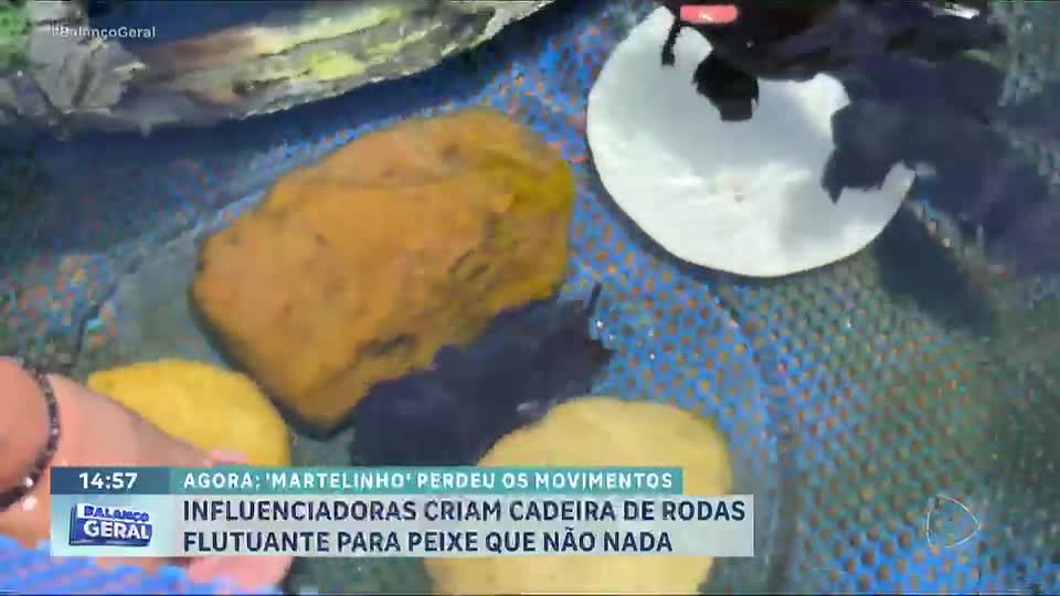 Influenciadoras criam cadeira de rodas flutuante para peixe que não nada