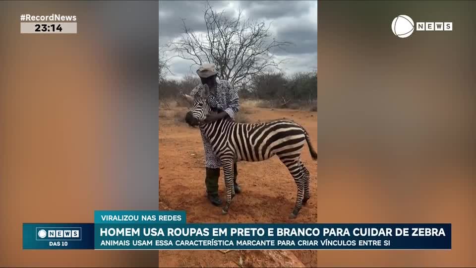 Homem usa roupas em preto e branco para cuidar de zebra