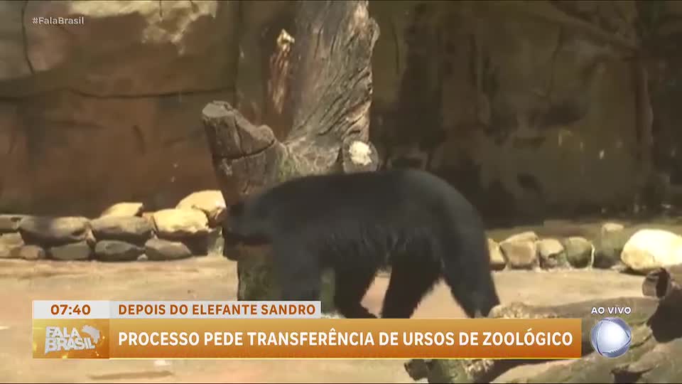 Ministério Público pede transferência de ursos do Zoológico de Sorocaba (SP)