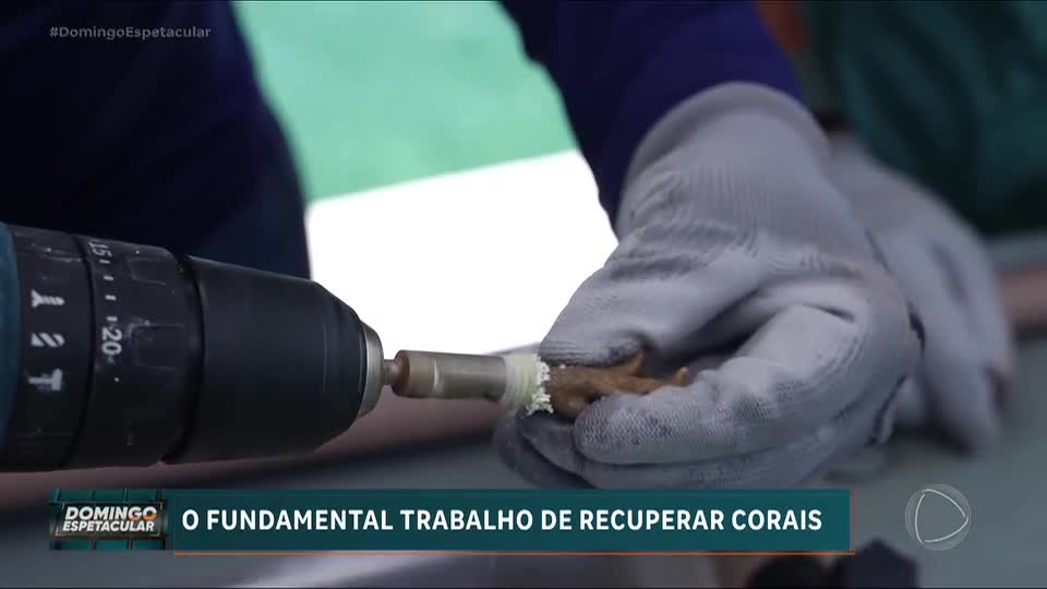 50X1: Em Recife, Álvaro Garnero descobre como funciona o trabalho de criar novos corais