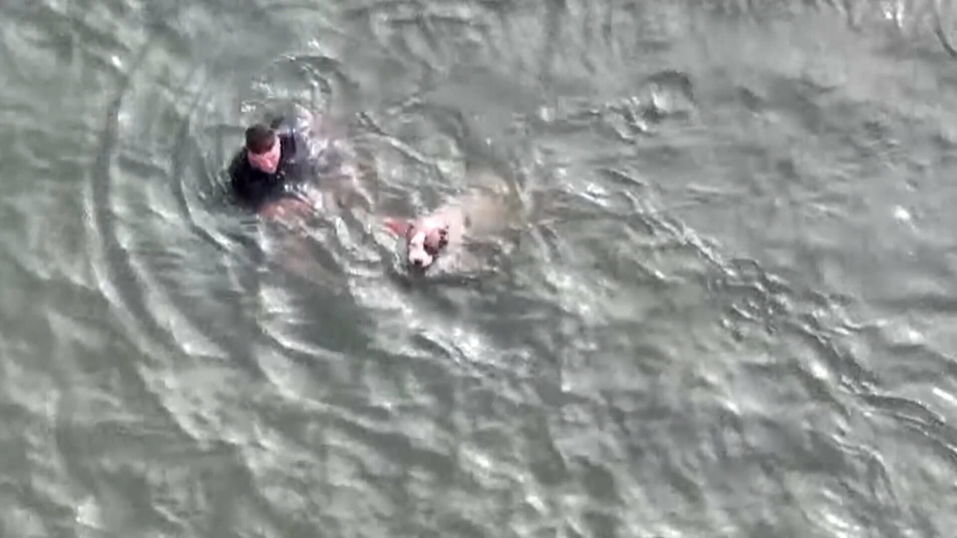 Imagens registram resgate impressionante de cãozinho após queda em canal nos Estados Unidos