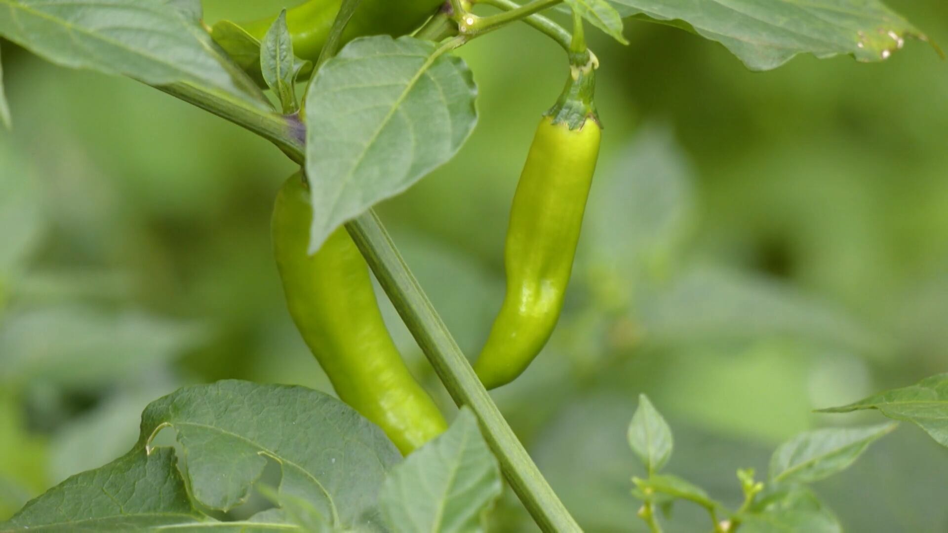 Cultivo de pimenta: agricultura familiar é responsável por abastecer o país o ano todo