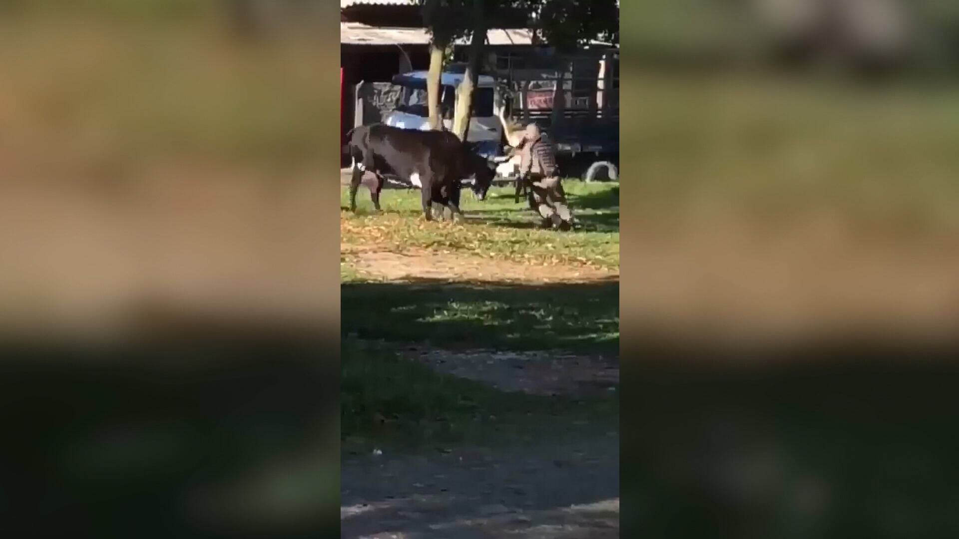 Touro é abatido após atacar policias militares