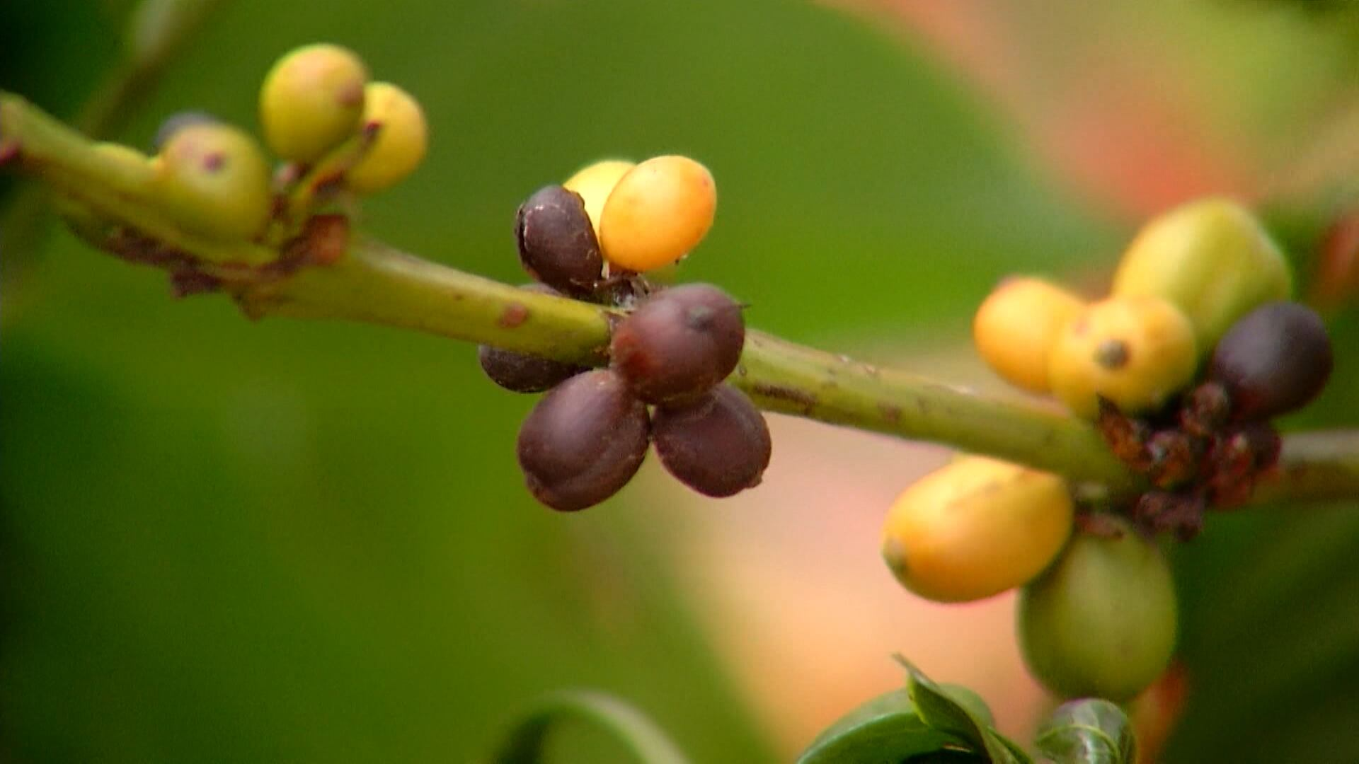 Preço do café varia com incertezas no mercado